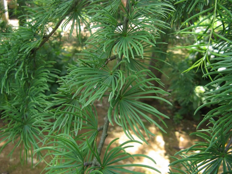 Pseudolarix amabilis seed